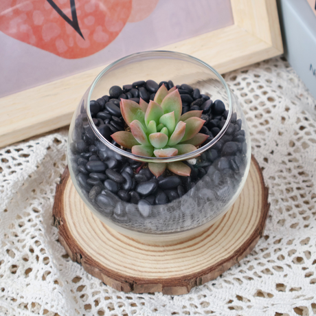 Mini Succulent in Glass Bowl