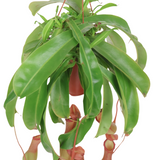 Nepenthes Alata Hanging