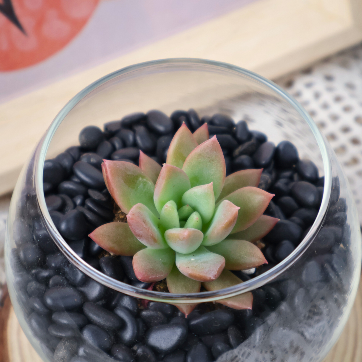 Mini Succulent in Glass Bowl