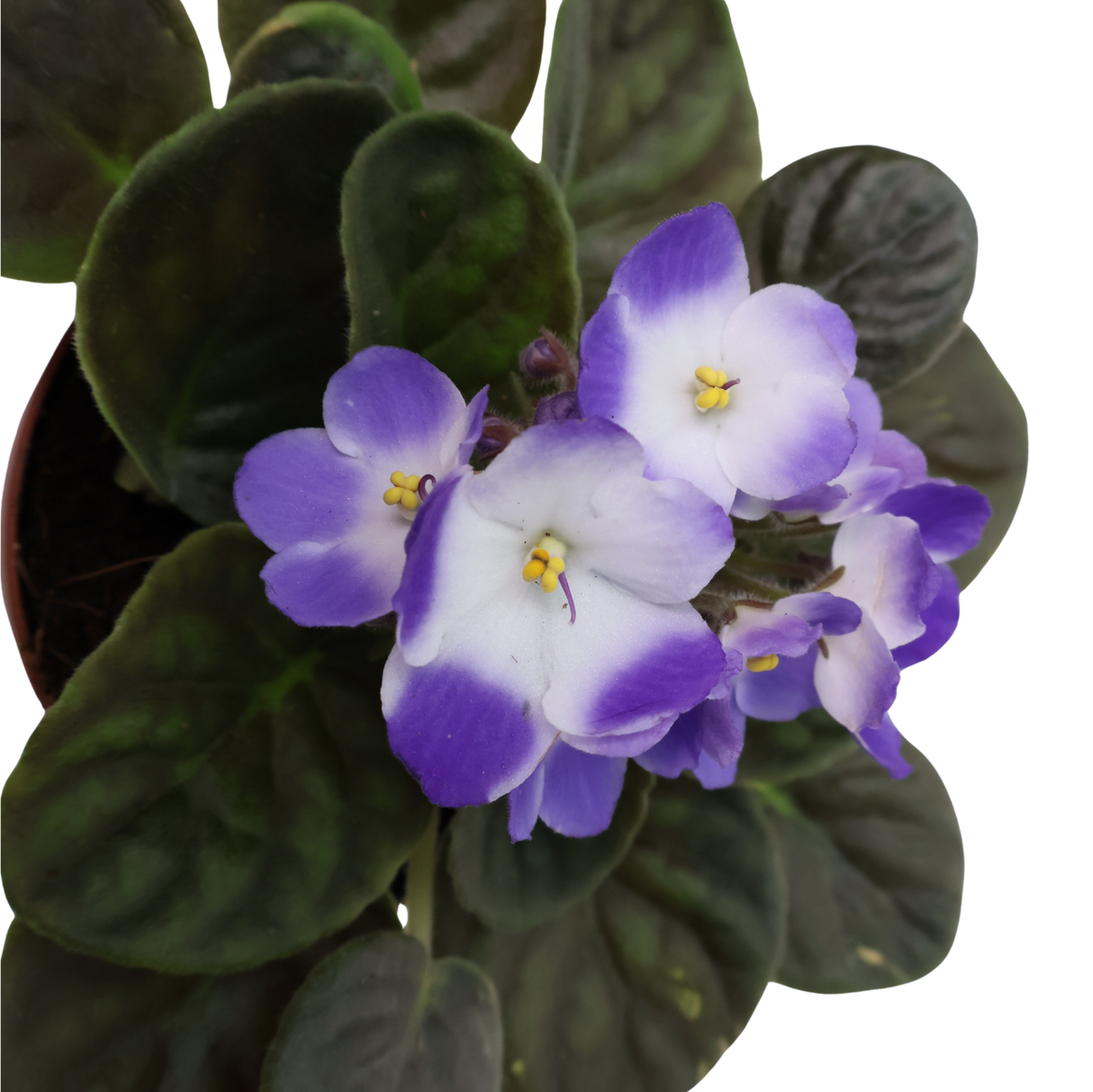 African Violet