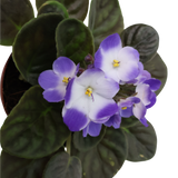 African Violet