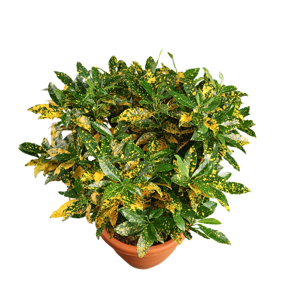 Croton Gold Dust