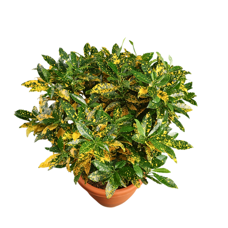Croton Gold Dust