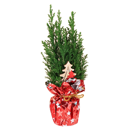 Chamaecy Ellwoodii Plant