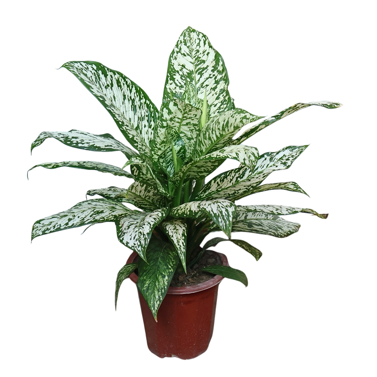 Dieffenbachia White Etna