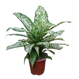 Dieffenbachia White Etna