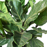 Ficus Lyrata (Fiddle-leaf fig)