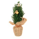 Chamaecy Ellwoodii Plant