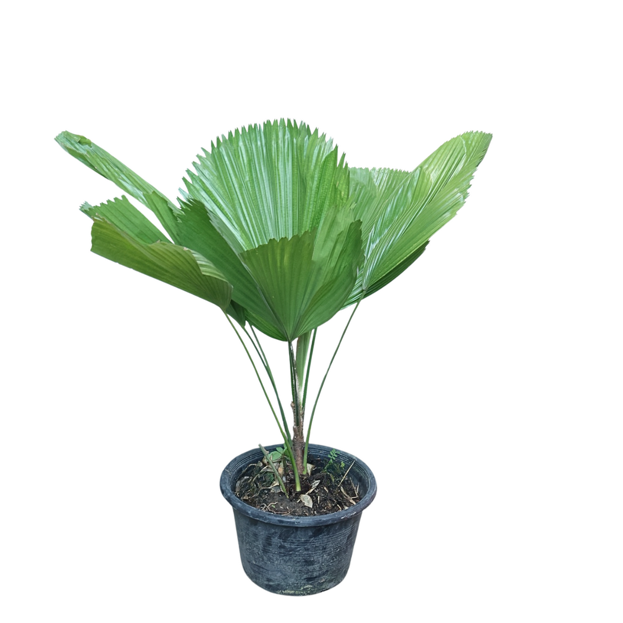 Licuala Grandis (Ruffled Fan Palm)
