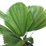 Licuala Grandis (Ruffled Fan Palm)