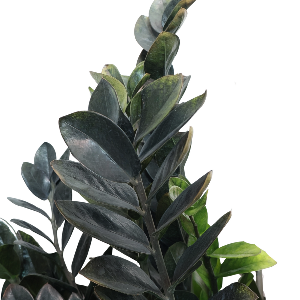Zamioculcas Raven (金钱树) Money Plant