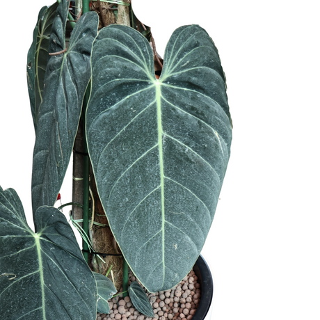 Philodendron Melanochrysum (Black Gold Philodendron) in Self-Watering Pot