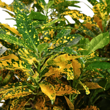 Croton Gold Dust