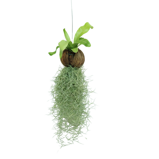 Bromeliads growing in natural material.