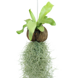 Tillandsia Air Plant Nest