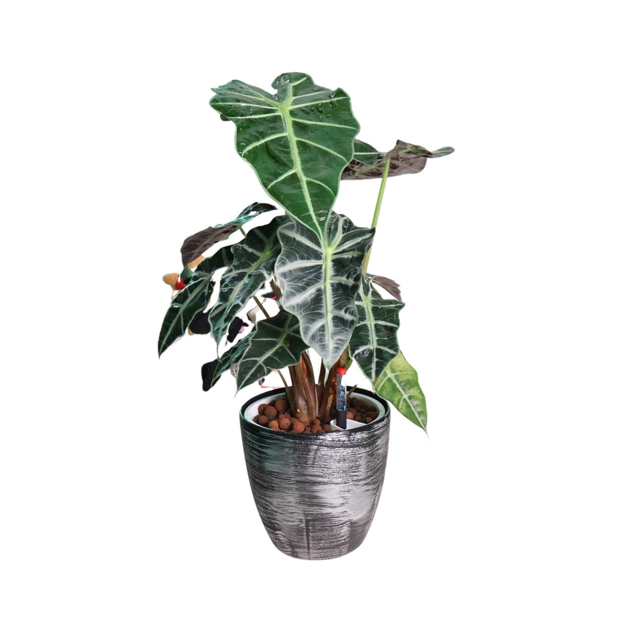 Y049「L」Alocasia sanderiana 'Nobilis'9&frasl;16輸入 ・台湾・アロイド