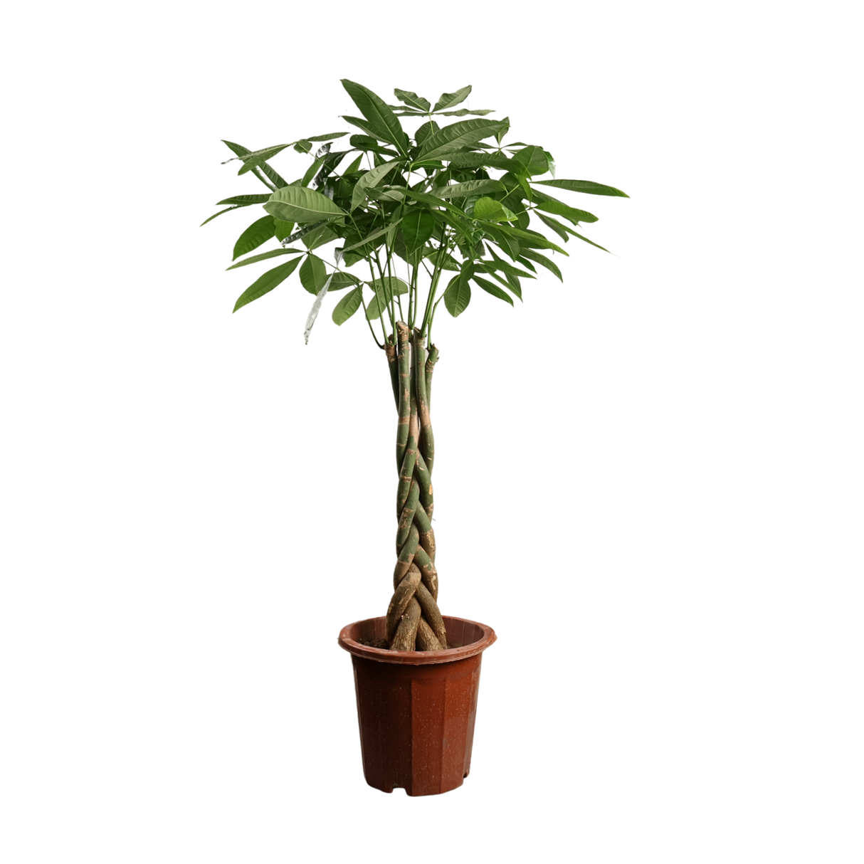 Pachira Aquatica Twist