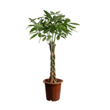 Pachira Aquatica (Money Tree 发财树)