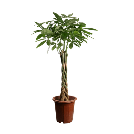 Pachira Aquatica (Money Tree 发财树)