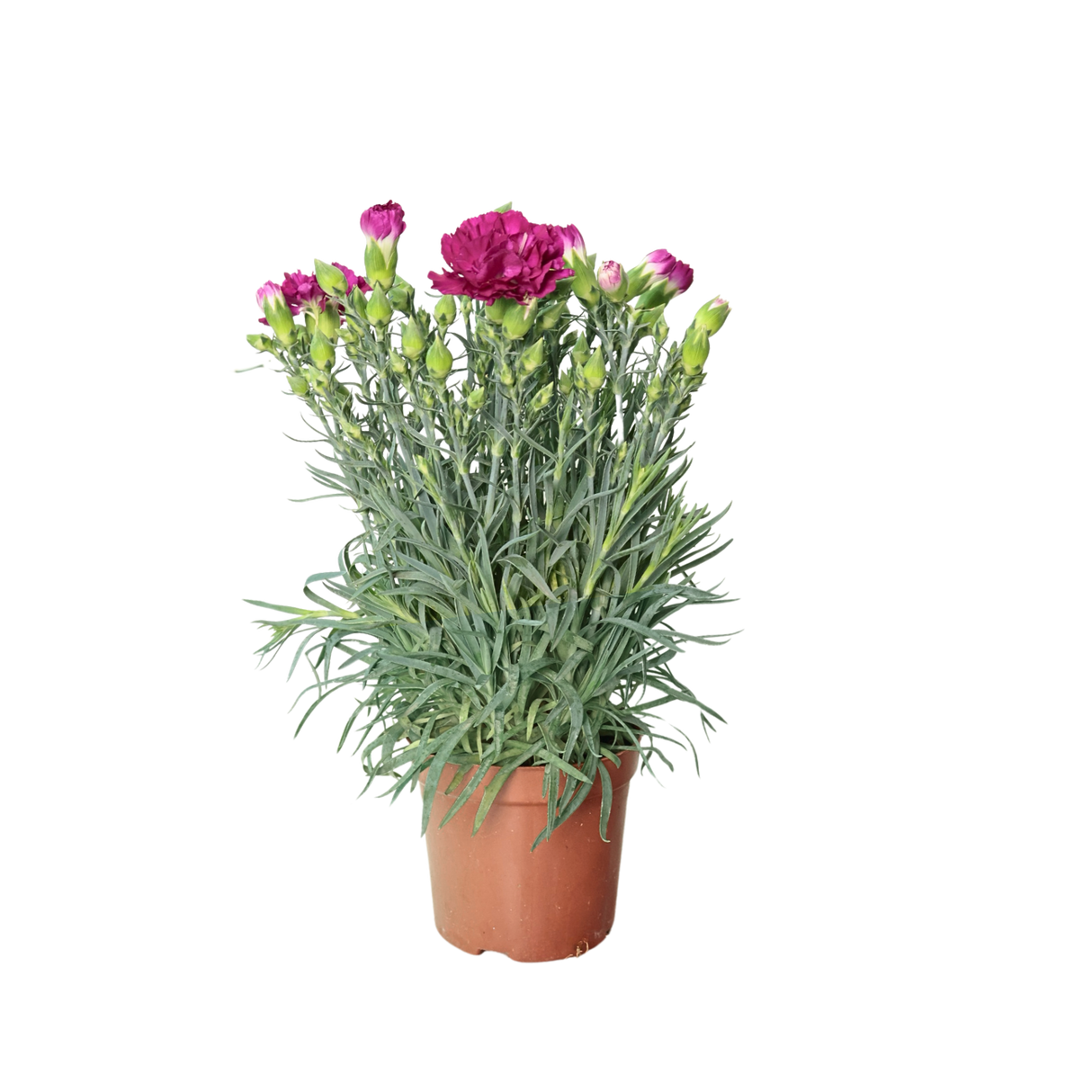 Carnation Plant