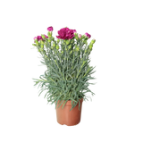 Carnation Plant