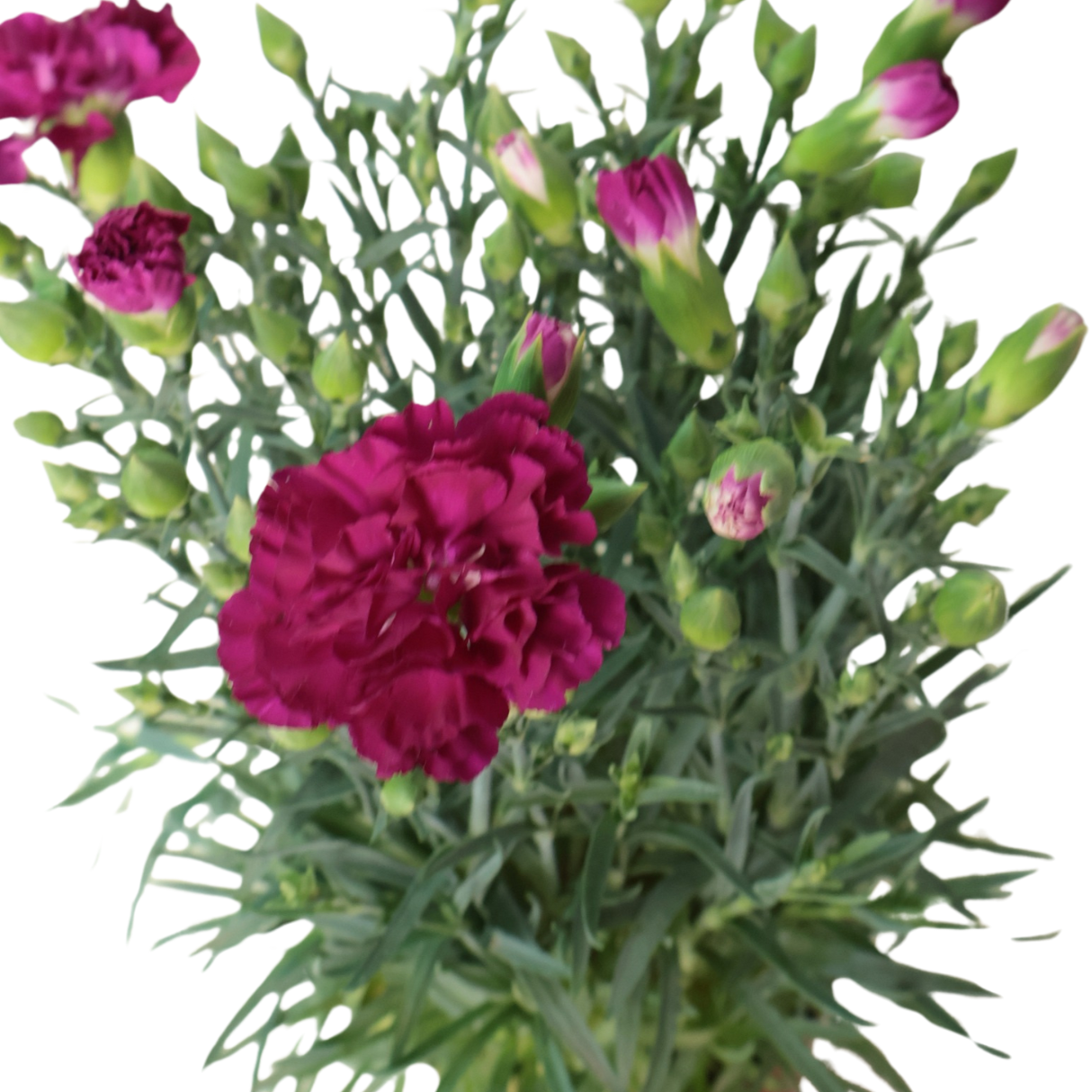 Carnation Plant