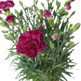 Carnation Plant