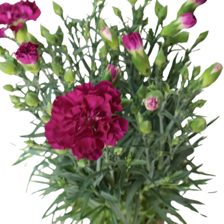 Carnation Plant