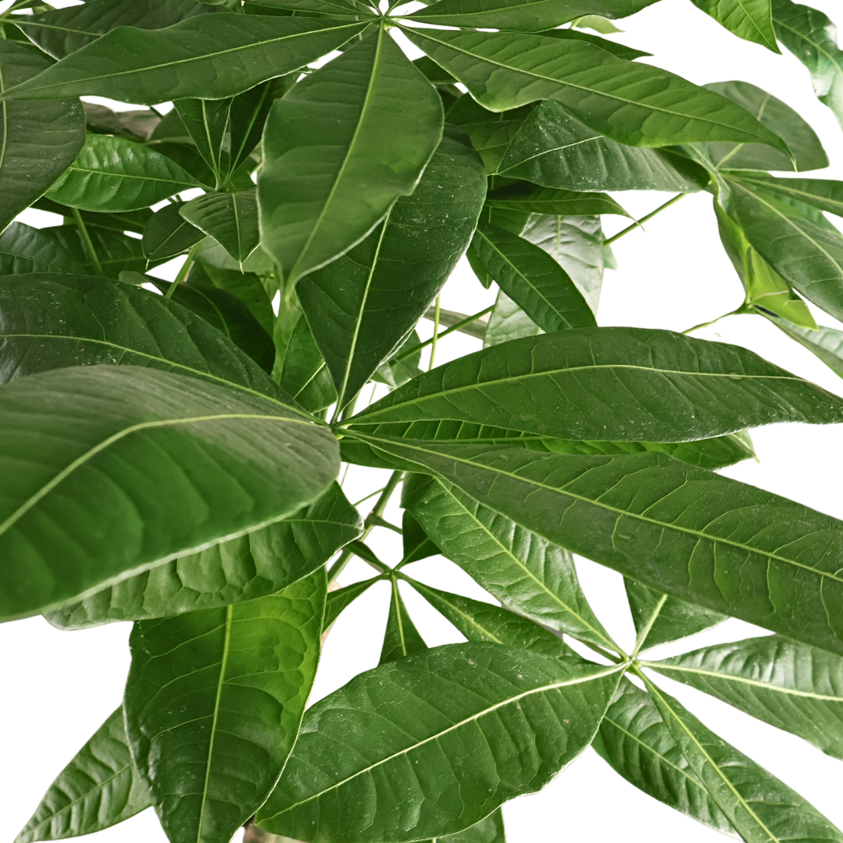 Pachira Aquatica (Money Tree 发财树)