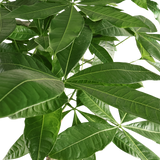 Pachira Aquatica (Money Tree 发财树)