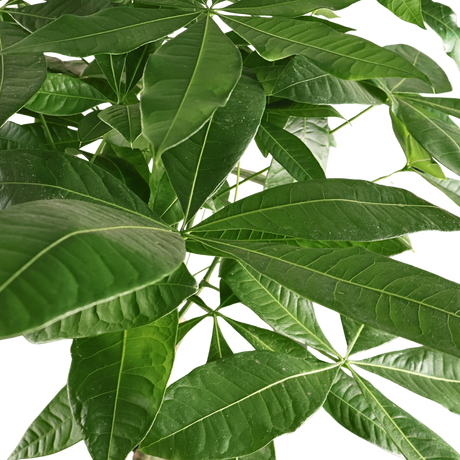 Pachira Aquatica Twist