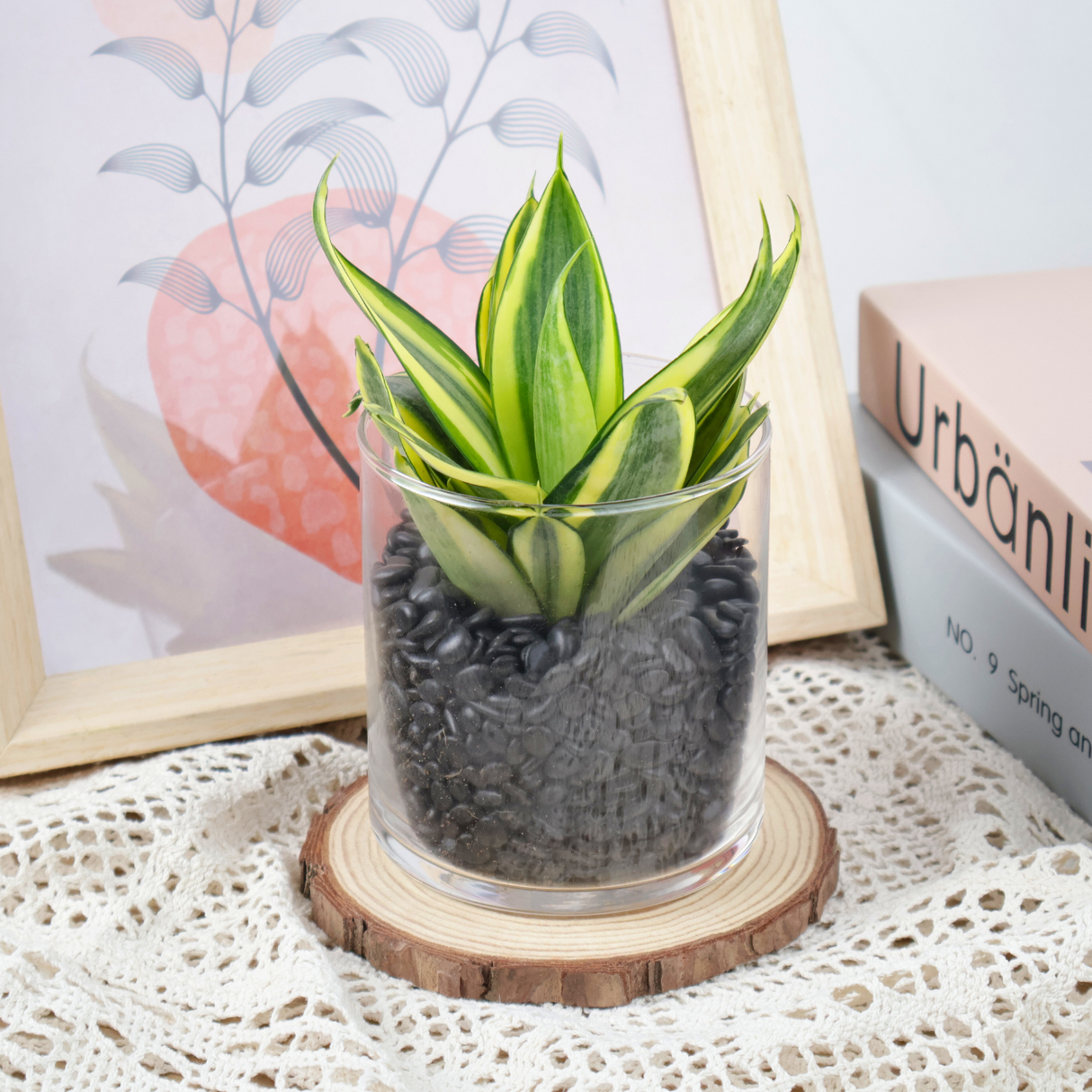 Mini Snake Plant in Glass Vase