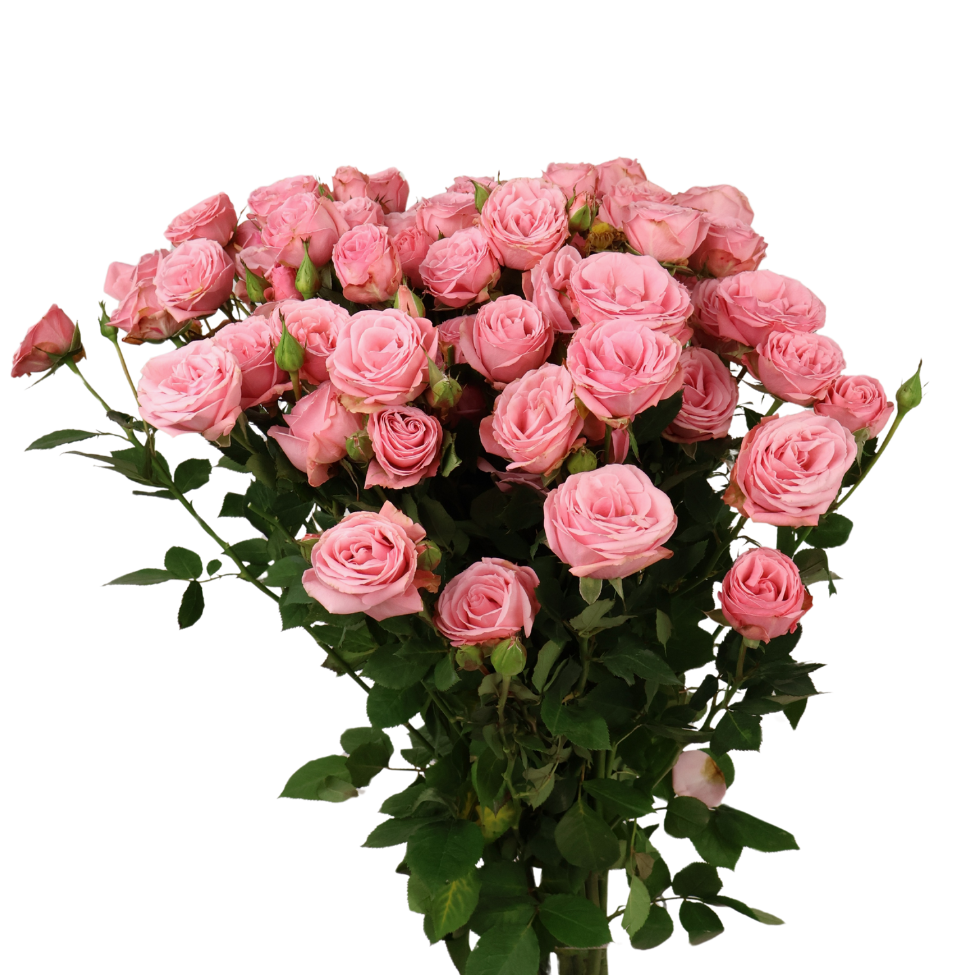 Rose Spray Small Bunch (China)