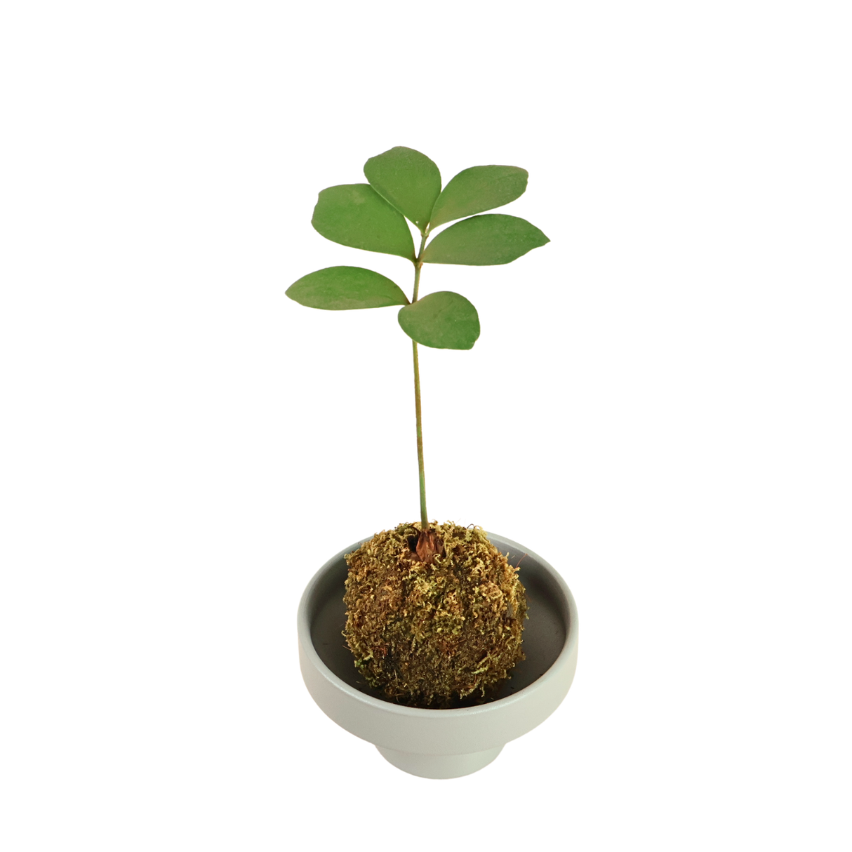 Zamia Furfuracea Kokedama