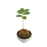 Zamia Furfuracea Kokedama