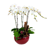 Crystal Orchid (6 Single Stem)