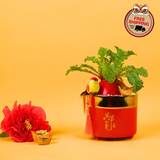 Fortune Grace (Lucky Radish 彩头) - CNY Plant