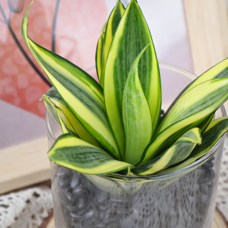 Mini Snake Plant in Glass Vase