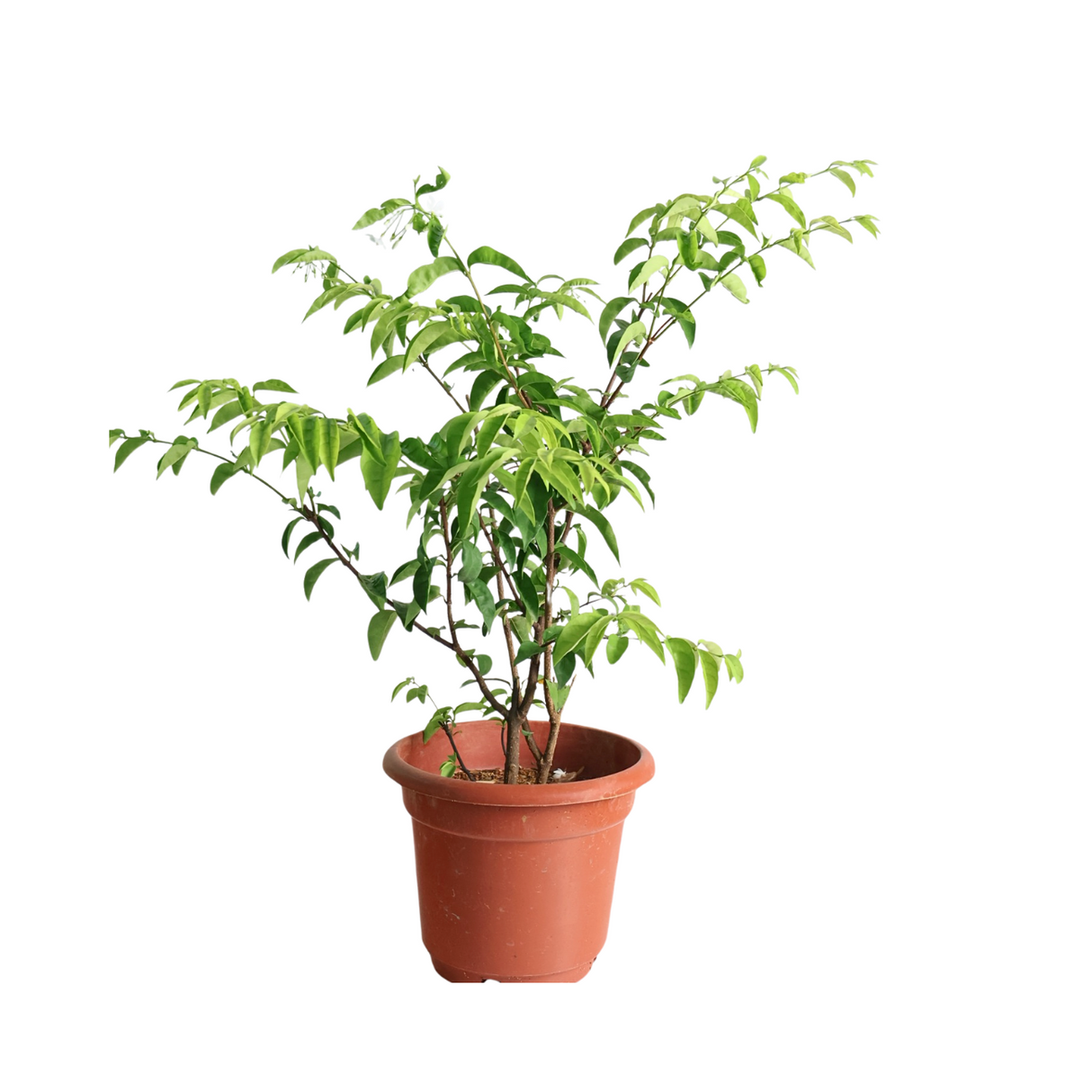 Wrightia Religiosa No 5