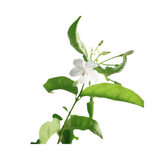 Wrightia Religiosa No 5