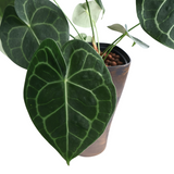 Anthurium Crystallium in Self-Watering Pot