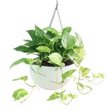 Assorted houseplants in flowerpot.