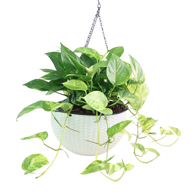 Assorted houseplants in flowerpot.