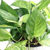 Money Plant (Variegated) in Hanging Self-Watering Pot