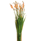 Crocosmia Orange (China)