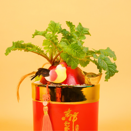 Fortune Grace (Lucky Radish 彩头) - CNY Plant