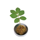 Zamia Furfuracea Kokedama