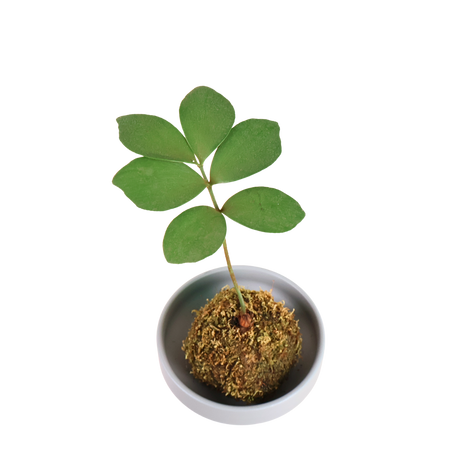 Zamia Furfuracea Kokedama