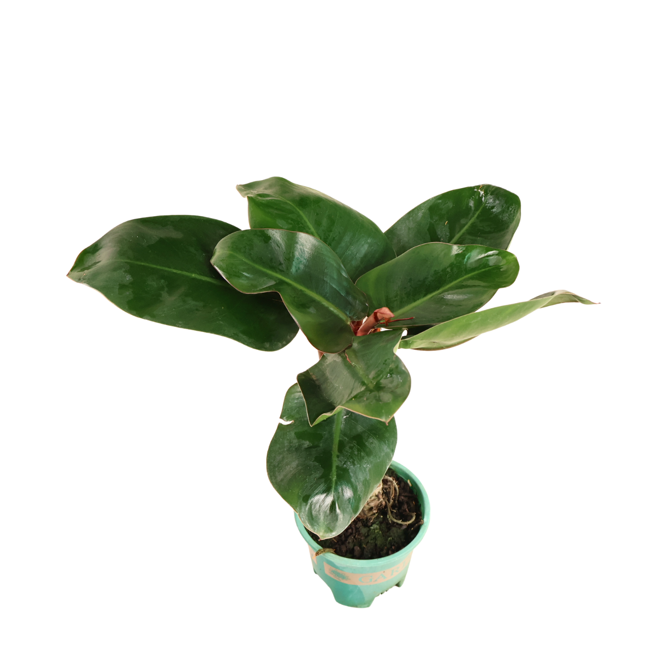 Philodendron Blushing| JM Flower
