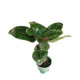 Philodendron Blushing